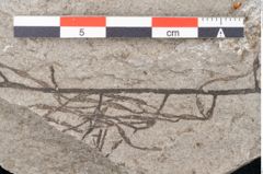 Foto (Detailansicht) von Cystoseira communis Unger (NHMW-GEO-2024-0188-6636)